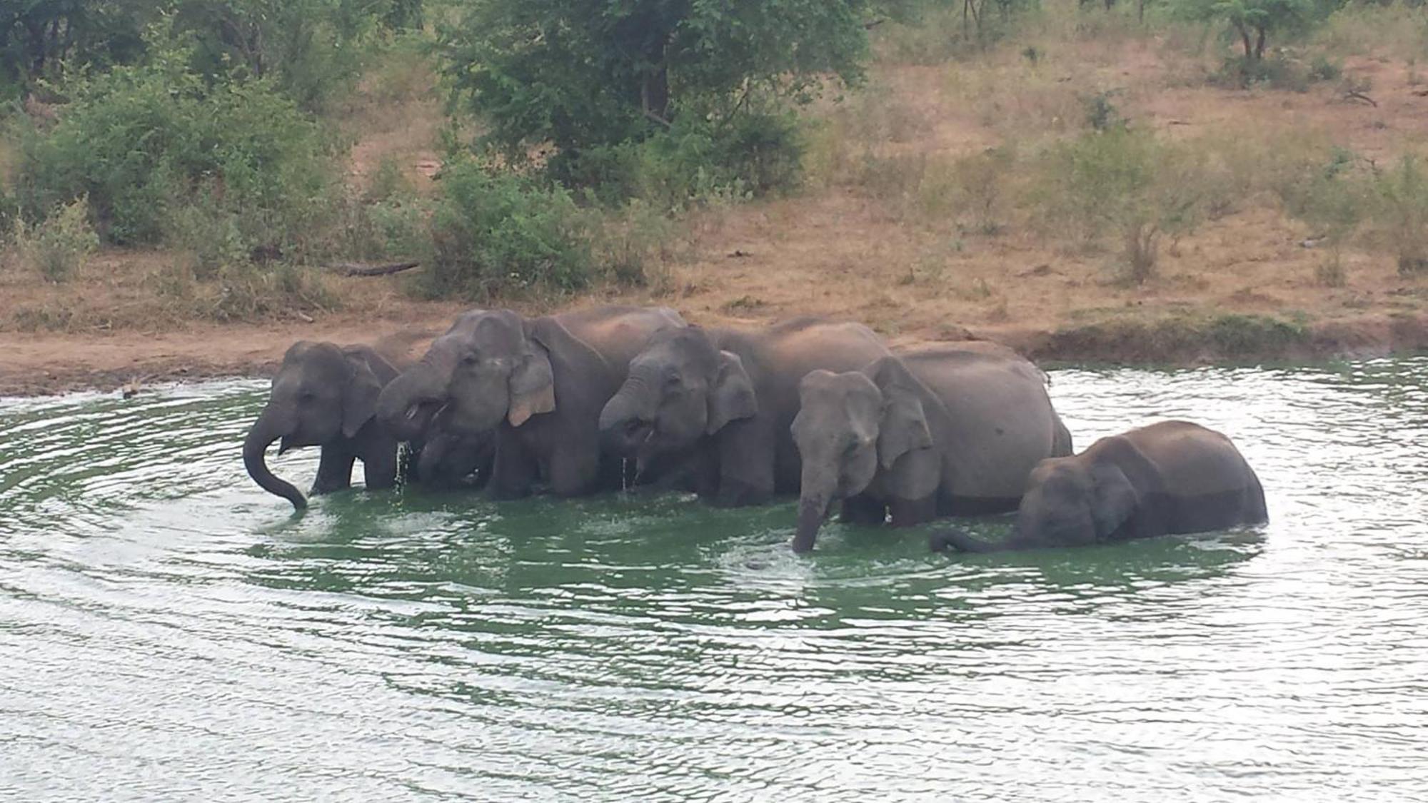 Wild Eagle Safari Resort Udawalawe Ngoại thất bức ảnh