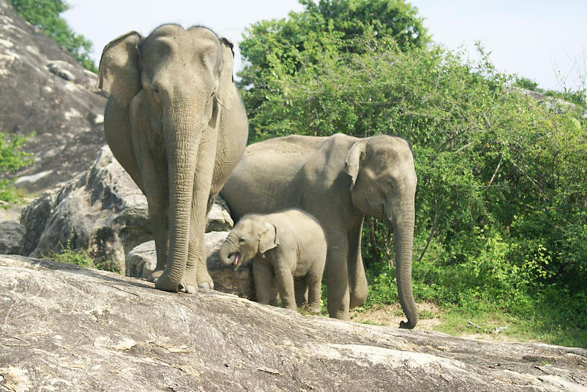 Wild Eagle Safari Resort Udawalawe Ngoại thất bức ảnh